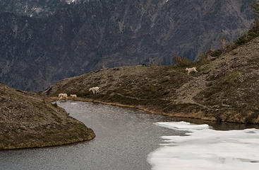 Closer view of goats