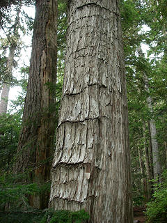 Yellow cedar snag wierdness. I have a theory on this (or hypothesis, whichever comes first)