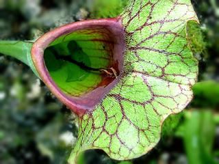 Carniverous plant, Volunteer Park