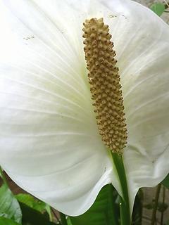 In the greenhouse, Volunteer Park