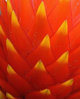 Bromeliad, Volunteer Park, detail