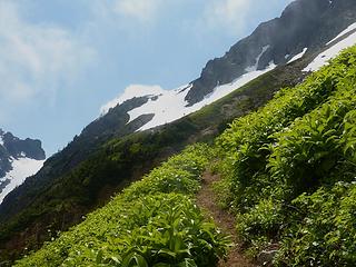 Hellebore trail