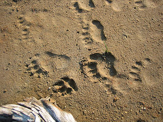 Bear and coyote tracks, Bannock Lake