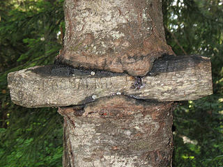 Tree eats trailhead sign for lunch.