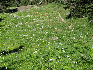 Flowers on Marmot Pass trail.