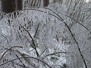 Branch bridges