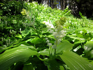 False Solomon's seal