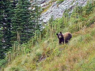Amazingly, this is the first bear I've ever seen while hiking.  MRNP
