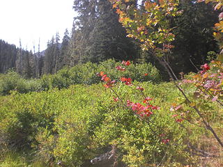 fall color at Pete Lake