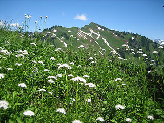 wild flowers and Green Mtn