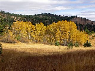 Another Aspen grove in the meadow.