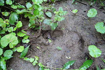 Tapir Footprint!