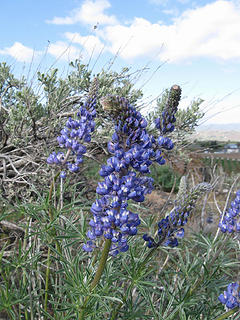 Lupine