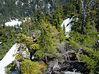 Descending through krumholz just below the summit