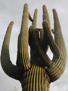 saguaros grow big in the Superstitions
