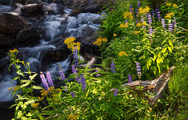 Wildflowers and cascades along JMT