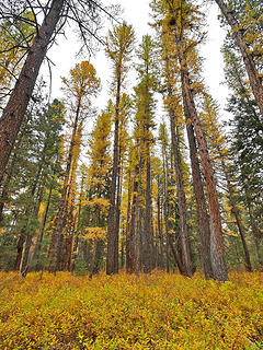 Golden larch, Shevlin park, Bend OR 10/24/18