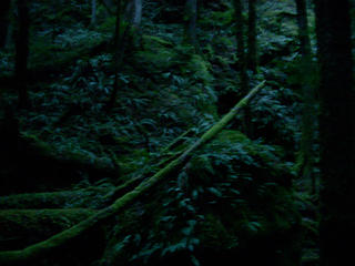 Thankfully the route out was illuminated by the glowing ferns.  Not all summits have these and their presence was welcomed.