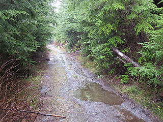 The road from the south was open. In fact south of the top there is a new clearcut this year (ugly as can be, but that's how they are for a few years), and it  led all the way up to about 3200 feet and half a mile from the top. (I could have driven a quarter mile farther but I want to preserve even the ol' beater truck).