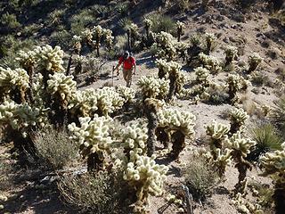 cholla