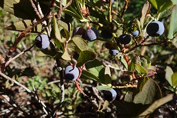 08:44 Blueberries exploited my fatal weakness during this hike. They were omnipresent practially the whole way, and at peak tastiness already