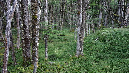 Peaceful forest