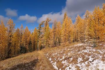Larches and grass both golden along the trail.