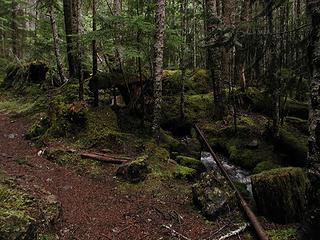 mossy trail