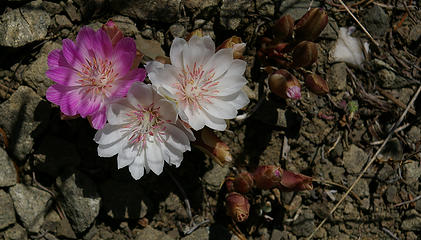 White and pink bitterroot