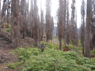 fireweed and ghostly trees in the Lemah Meadows fire area