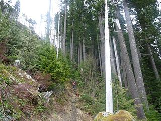 The forest at about 2800'