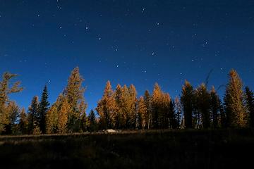 Big dipper above moonlit larches