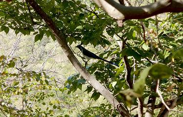 black-throated magpie jay