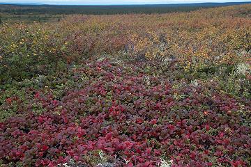 Bearberry and Dwarf Birch, Denali National Park