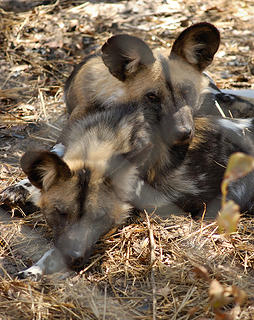 Painted hunting dogs at rehabilitation center, Hwange, Zimbabwe