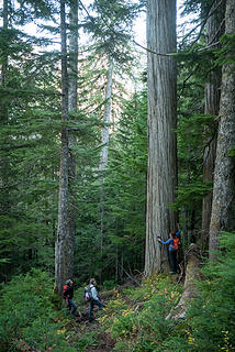 Big cedar on the Squire Creek trail