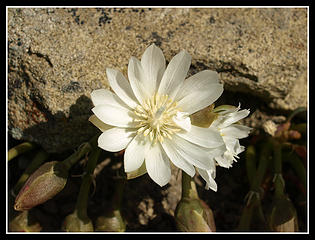 White Bitterroot