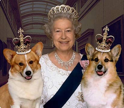 The top dogs at Buckingham Palace