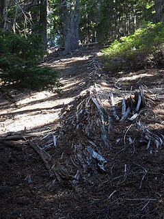 dust to dust , ashes to ashes, fallen tree skeletons to dirt...