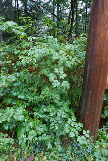 Salmonberry at the Dingford trailhead