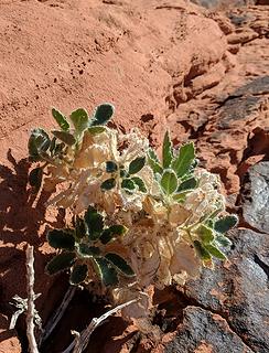 38. Plant with tiny spines on the leaves