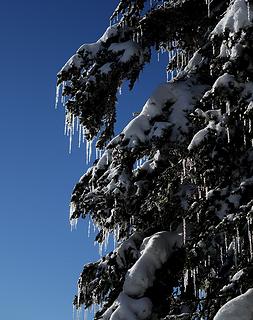Tree icicles against shining against the blue sky