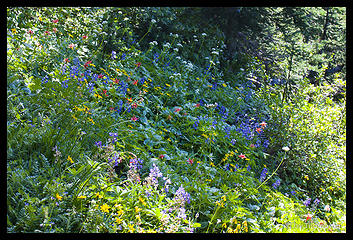 Wild flowers along the Upper Dungeness Trail.