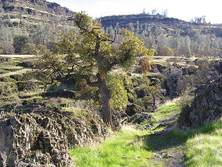 Looking up-canyon