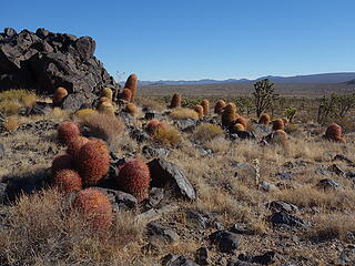 cactus scene