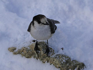 Robbers jays somewhat bothersome.