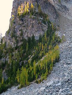 Larches at east end of Hocks basin