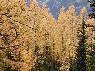 larches3