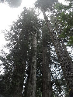 big cedars (cont'd from base)