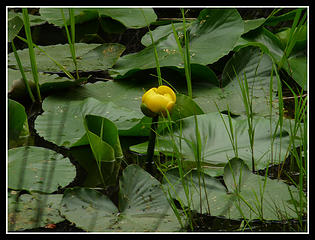 Yellow Marsh Flower